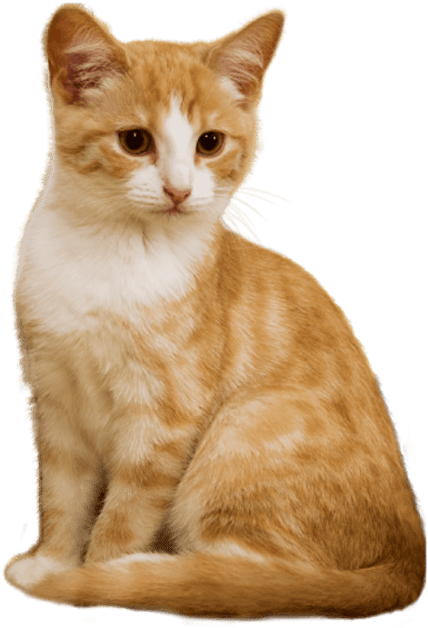 Prodotti 100% Naturali per Gatti - foto di un gatto su sfondo bianco