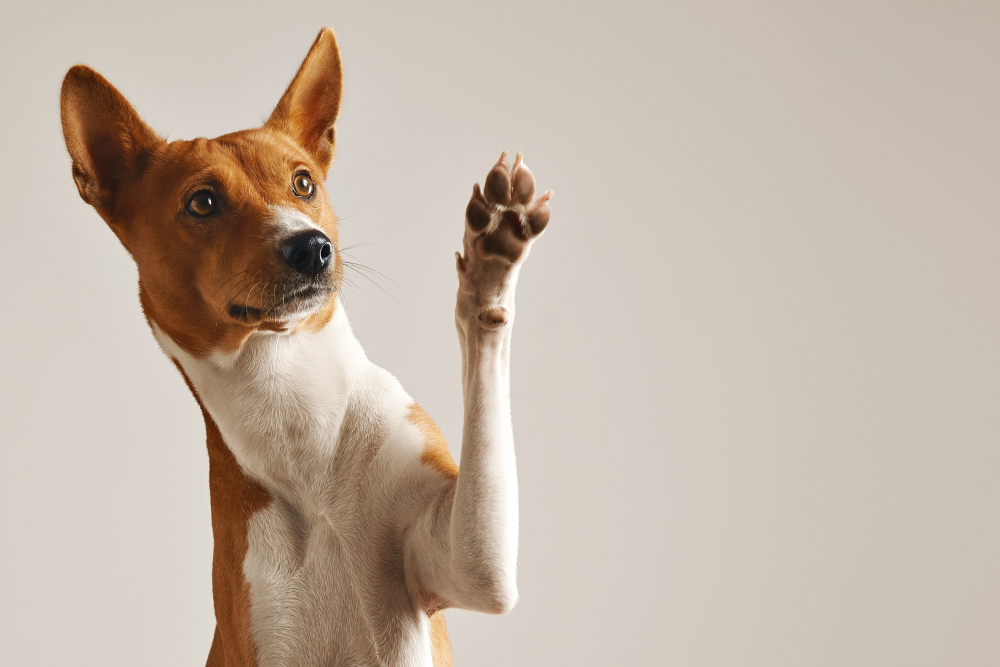Integratori naturali per cani