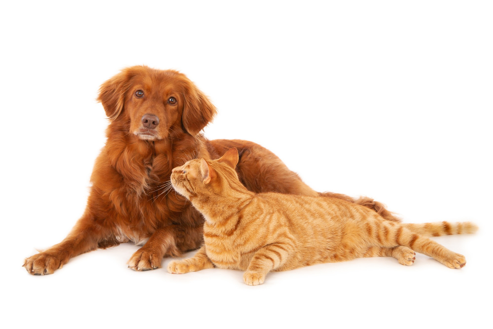 Alimentazione naturale per cani e gatti